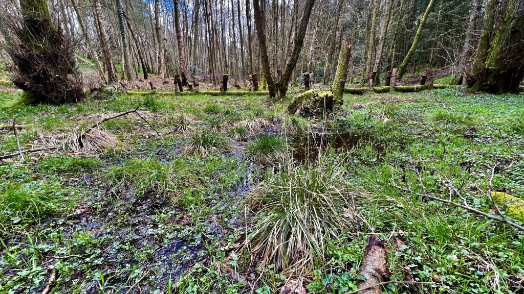 From deluge to drought… building resilience in the River Mole catchment by “spongifying” the&nbsp;landscape!
