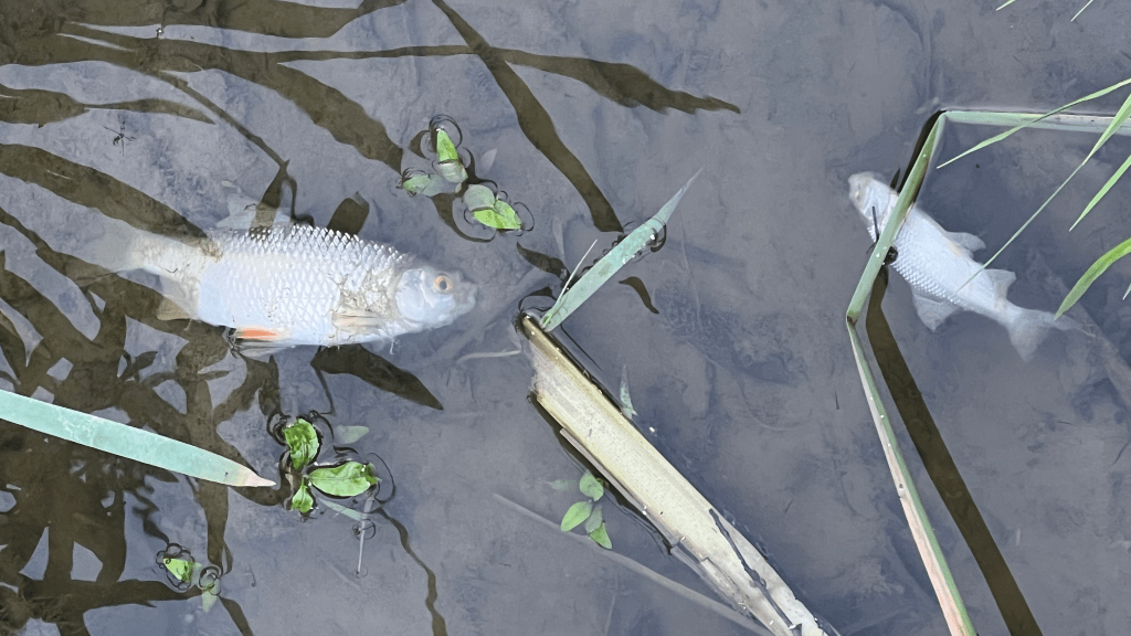 Are the finger prints of Climate Change over the fish die-off in the Upper&nbsp;Mole?